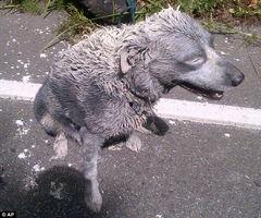 吃瓜狗车祸视频大全,还原事故现场