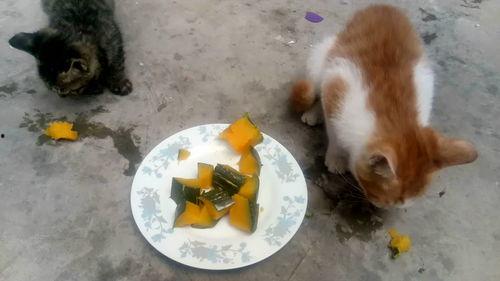 猫咪吃瓜吃蛋糕,瓜果与蛋糕的甜蜜邂逅