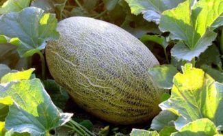 吃哈密瓜舌头酸,舌头酸的秘密与营养解析