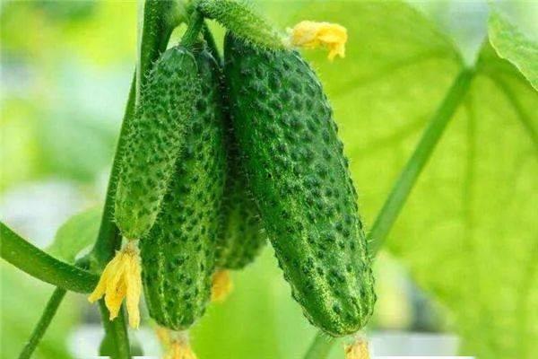 吃瓜小黄瓜,揭秘娱乐圈那些不为人知的幕后故事