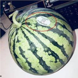 亳州网红吃瓜,揭秘当地美食文化新潮流