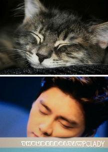 吃瓜神同步猫咪,捕捉萌宠瞬间，共享欢乐时光