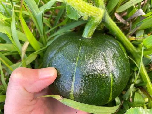 贝贝瓜怎样做着吃,探索美味新吃法