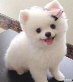 博美吃贝贝瓜,探寻贝贝瓜的美味之旅