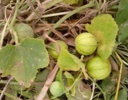 瓜牙什么不可吃,揭秘哪些食物不宜与瓜类同食