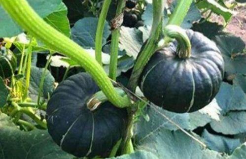 梦见情人吃小瓜,情人共享小瓜的浪漫瞬间