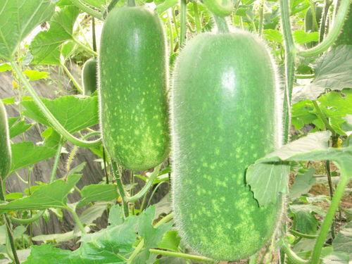 砀山大静静吃瓜,瓜界传奇，品味人生