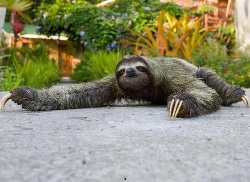什么动物偷瓜吃,一场田园间的智慧较量