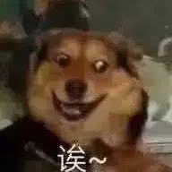 吃瓜狗表情,揭秘网络时代的社交新宠