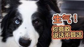 猛狗吃瓜,揭秘娱乐圈的幕后真相