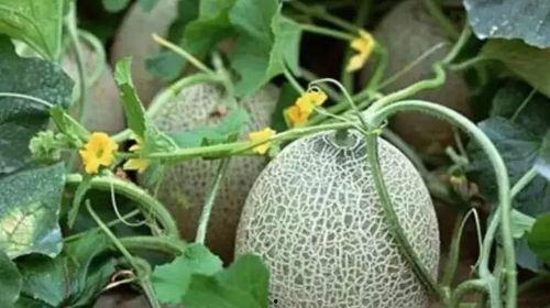 哈密本地吃瓜地点汇总