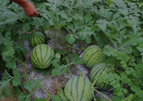 河南吃皮的瓜,探寻吃皮瓜的独特风味