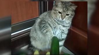 小猫可以吃刺瓜吗,猫咪饮食中的禁忌与安全指南