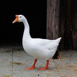 鹅吃瓜我吃饿知乎,揭秘知乎上的趣味生活现象