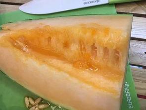 每天吃半个伽师瓜